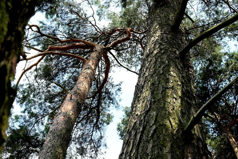 Naturschutzgebiet Westruper Heide