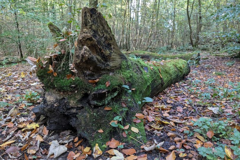 Herbstlicher Spaziergang im Gysenberg-Wald. Einzelne Jogger, Spaziergänger mit und ohne Hund, mit Pferd oder Kinderwagen genießen im Oktober 2024 eine kleine Auszeit vom hektischen Alltag.