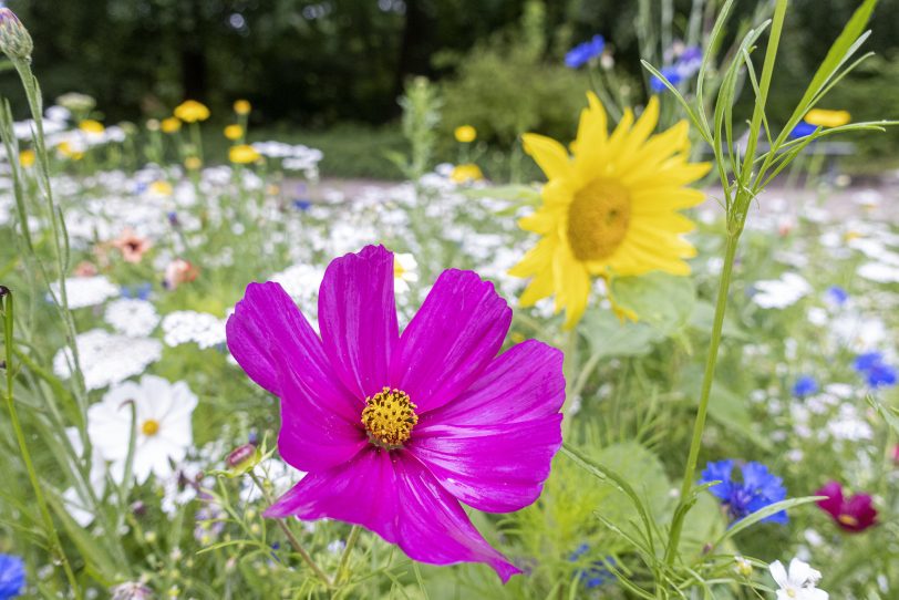 Sommerfest in der Kleingartenanlage.