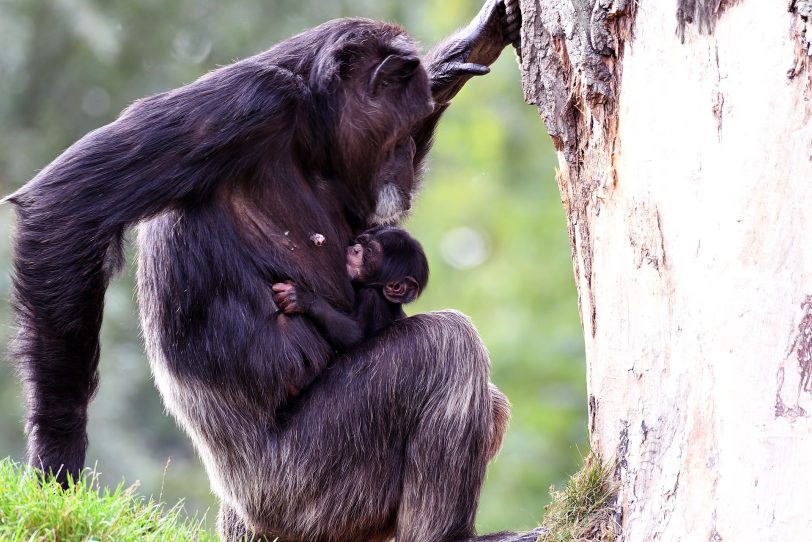 Bei Mama ist es sicher.