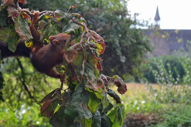 Eichhörnchen.