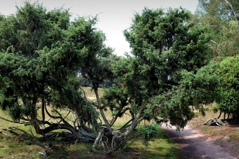 Naturschutzgebiet Westruper Heide