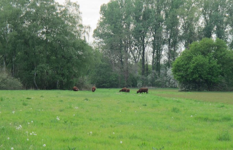 Die Rinder auf der neuen Weide.
