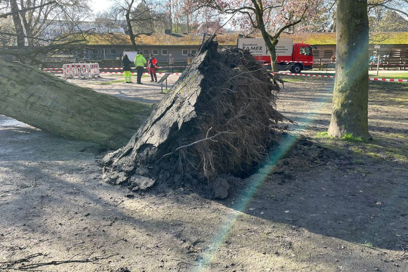 Die umgestürzte Buche auf dem Spielplatz im Eickeler Volkspark.