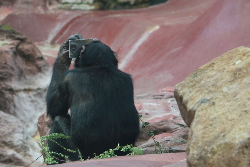 Können sich Affen im Spiegel erkennen? ZOOM Erlebniswelt nimmt an Forschungsprojekt teil.