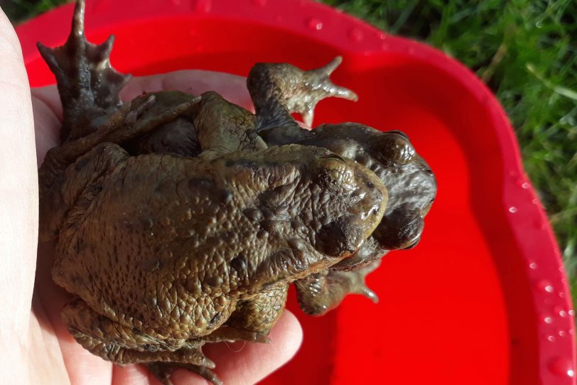 Krötenpärchen, das von den Tierschützern an der Hofstraße gerettet wurde.