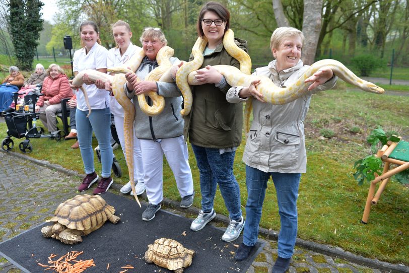 Fünf mutige Menschen halten die Pythons auf ihren Armen.