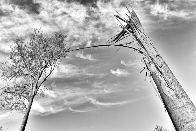 Abgeknickter Baum im Gysenberg-Wald.