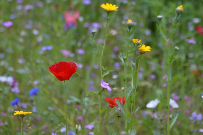 Wildblumen-Wiesen werten den öffentlichen Raum auf.