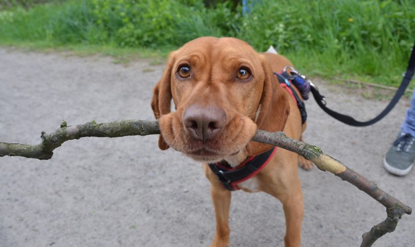 Das Tierheim lädt zum Tiergottesdienst und zum Spaziergang mit Hunden.