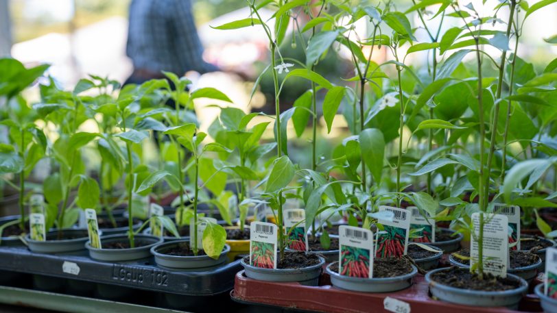 Eindrücke vom Gartentag 2023 am Samstag (3.6.2023).