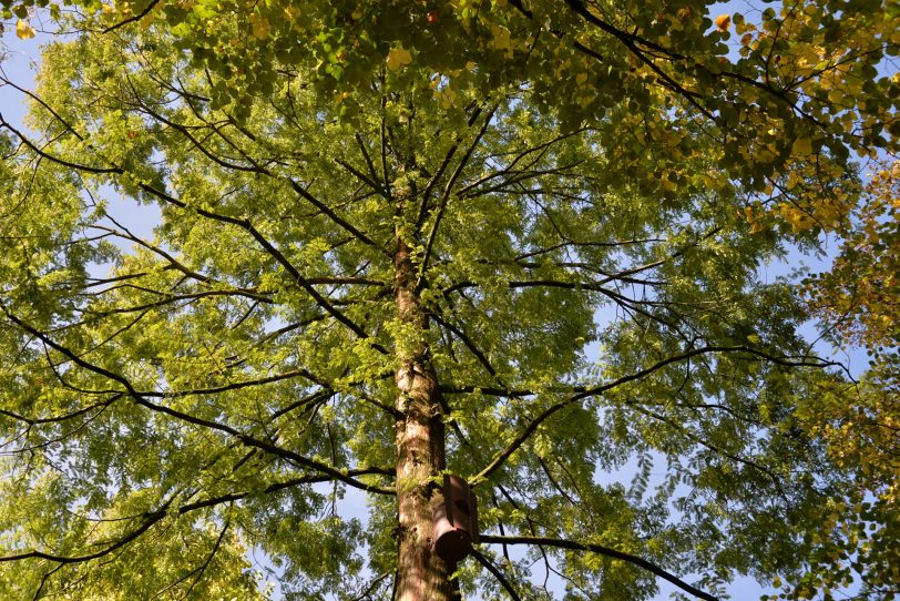 Urwald-Mammutbaum auf dem Friedhof in Holsterhausen.