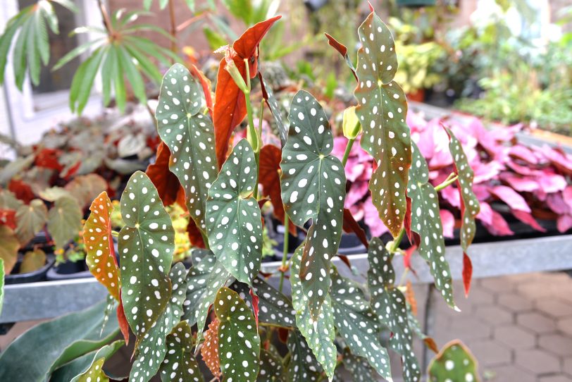 Drei Biologen der RUB eröffneten mit &amp;amp;amp;amp;#039;Jungle Leaves&amp;amp;amp;amp;#039; einen etwas anderen Pflanzenladen an der Stadtgrenze. im Bild: die Begonia maculata oder auch genannt: Forellenbegonie.