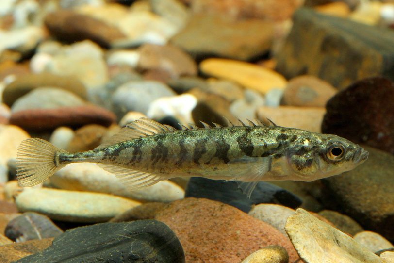 Neunstachliger Stichling.