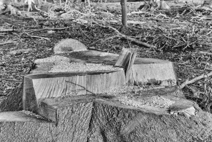 Stürme zerstörten die Wälder.