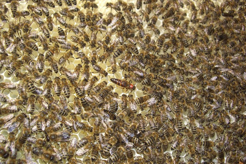 Ins Bienenvolk geschaut.