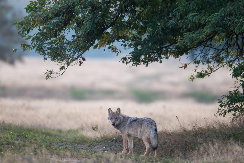 Wolf in der Lübeburger Heide.