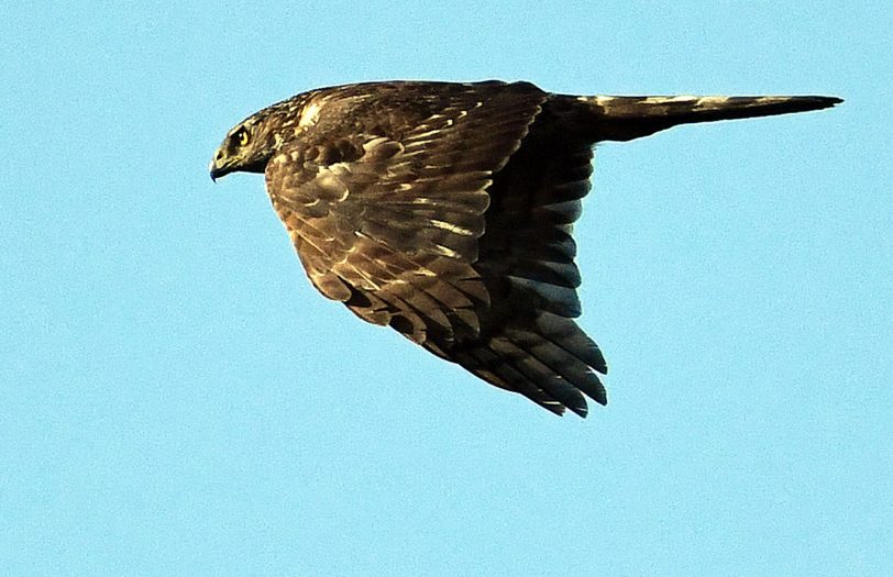 Wasservögel, Vögel und eine Schildkröte an den Teichen rund um das Schloss Herten.