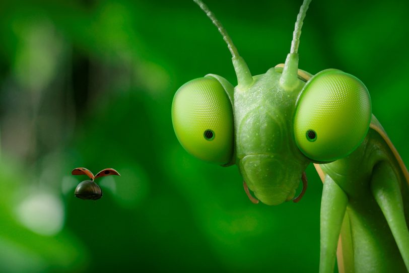 Die Winzlinge: Achtung, unbekanntes Flugobjekt!