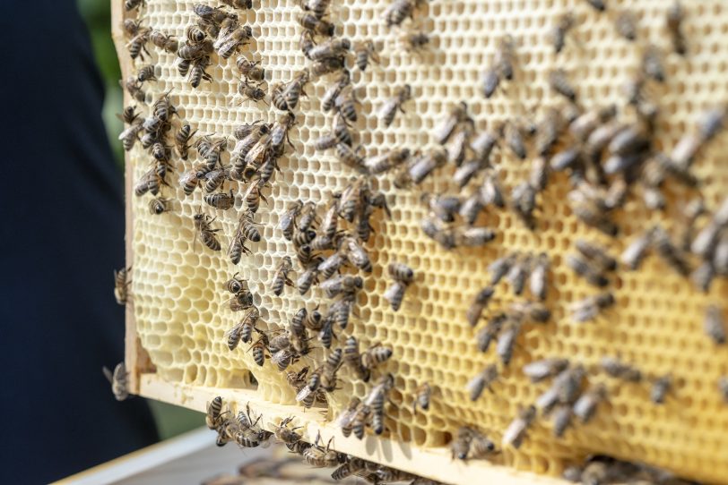 Bienen im Shamrockpark.