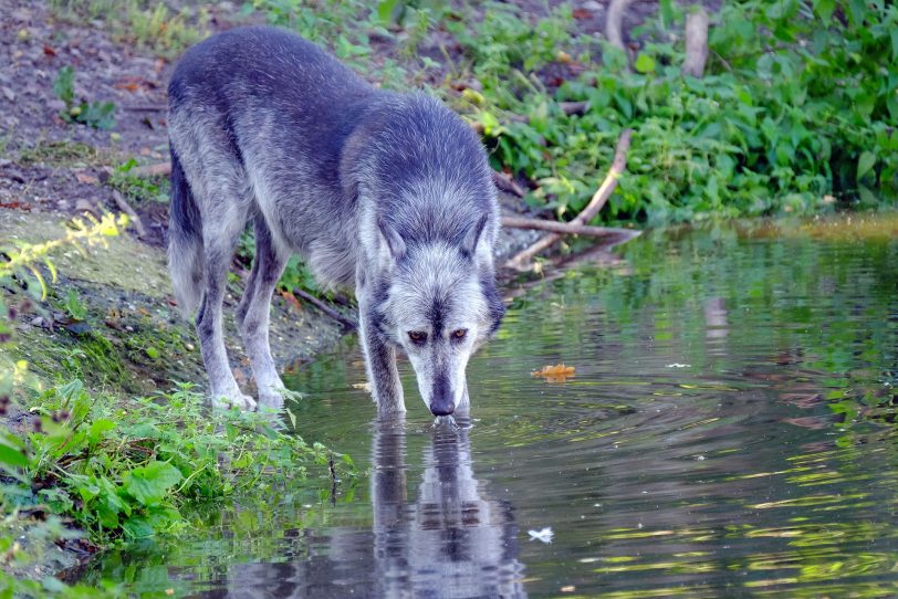 Tierwelt in der Zoom Erlebnis-Welt.