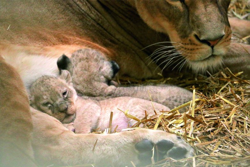 Der Löwennachwuchs in der Zoom Erlebniswelt entwickelt sich prächtig.