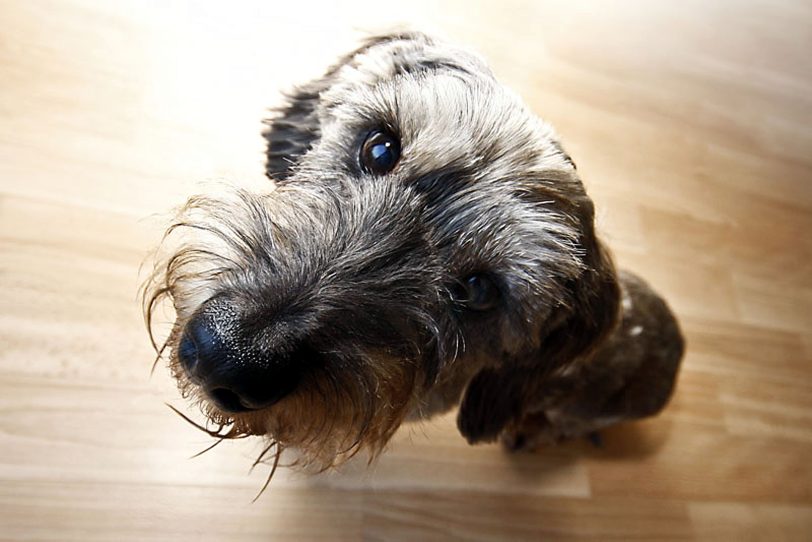 Hunde müssen angemeldet werden.