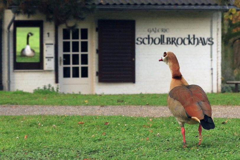 „Gans im Glück“ im Schollbrockhaus.