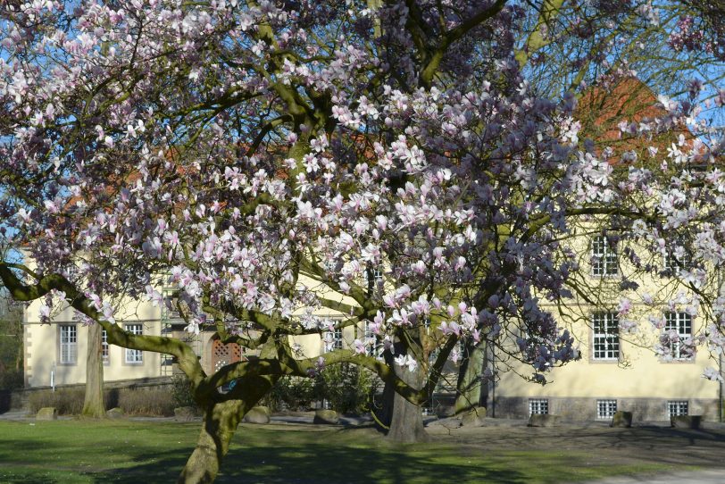 Magnolien vor der dem Schloss Strünkede.