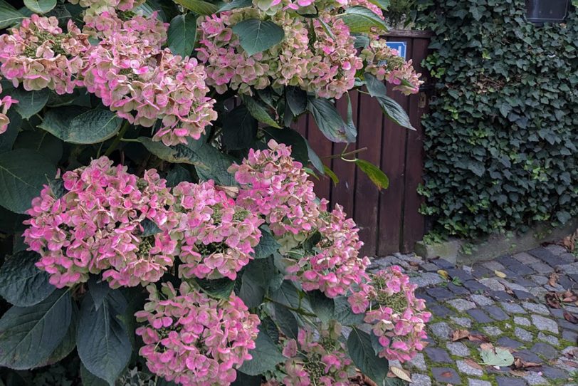 Herbstliche Hortensie.