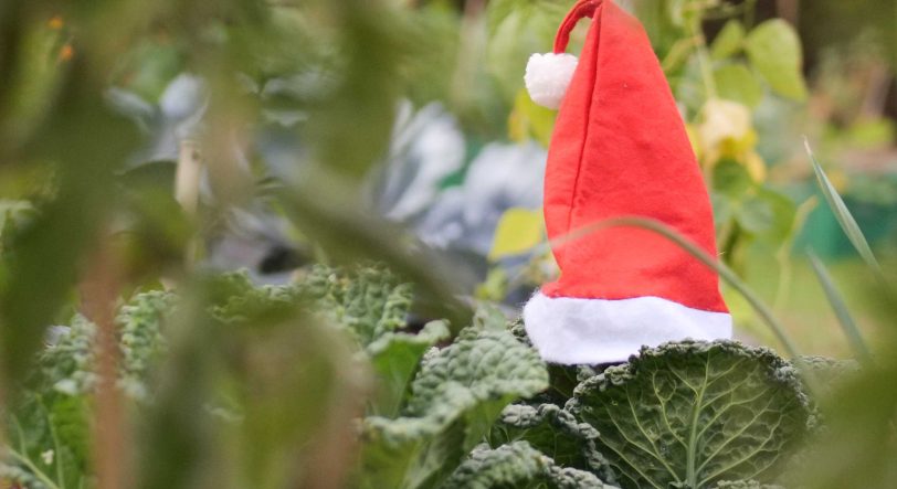 Meine ernte will von Mietgärten als Weihnachtsgeschenk überzeugen.