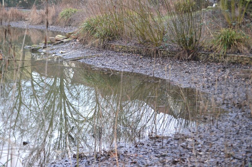 Februar 2026: Wieder Wasserverlust. Im Sommer 2025 wurde die Teichanlage im Florapark aufwendig repariert.