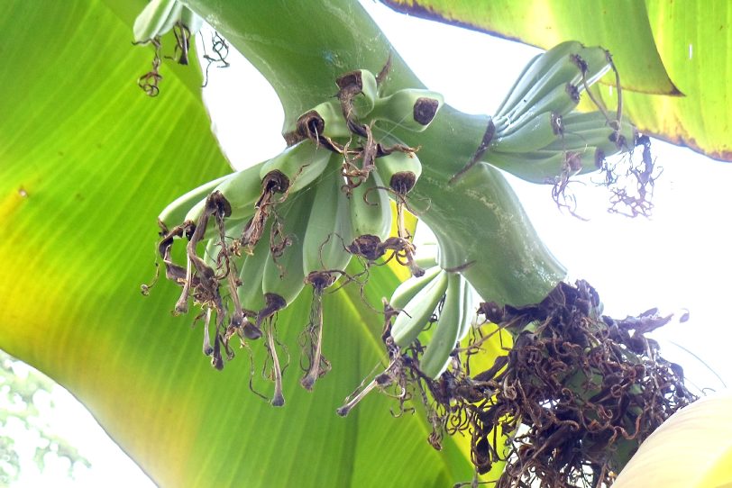 Wer möchte, bekommt eine Banane.