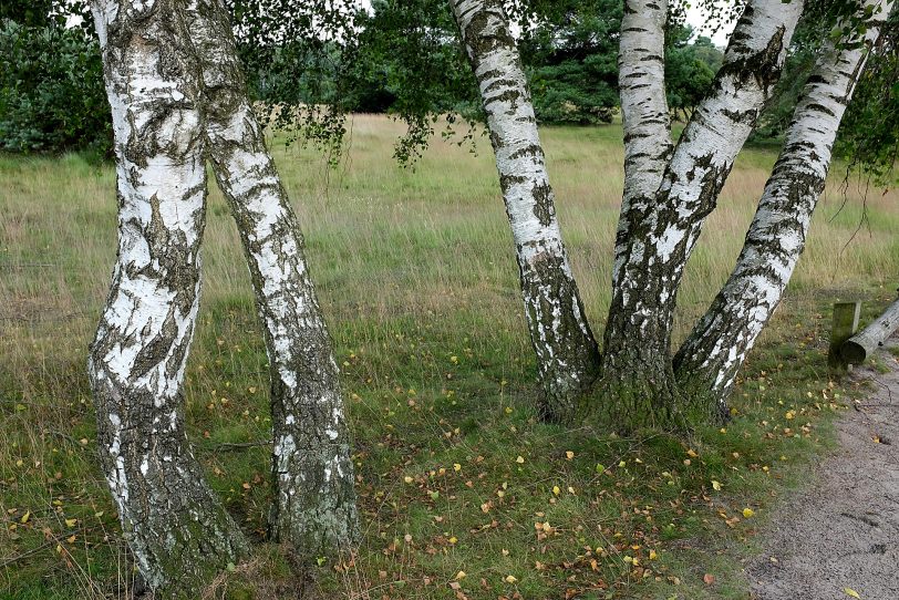 Naturschutzgebiet Westruper Heide