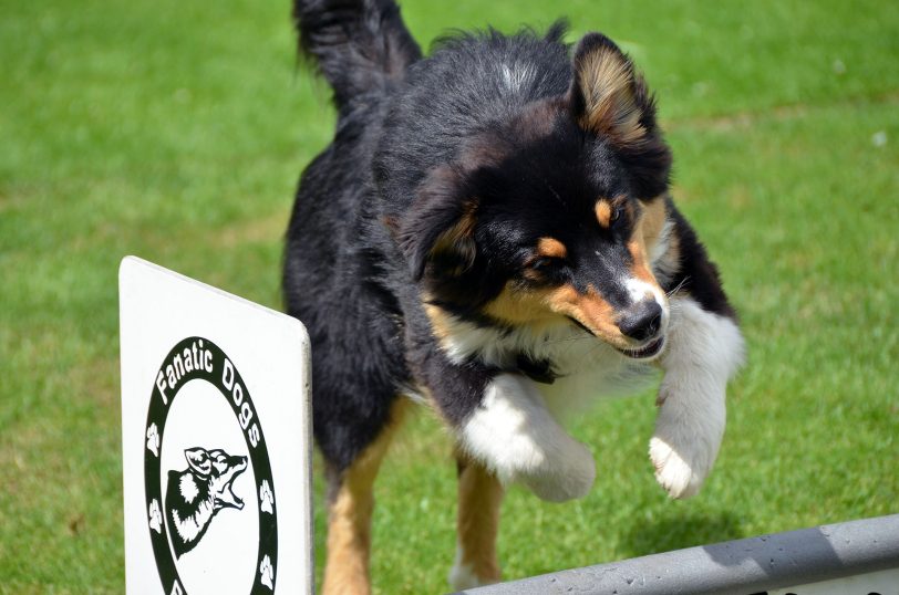 Hunderennen der Bunten Hunde.