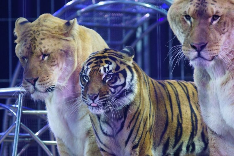 Raubtiere live beim Weihnachtscircus in Gelsenkirchener Revierpark.