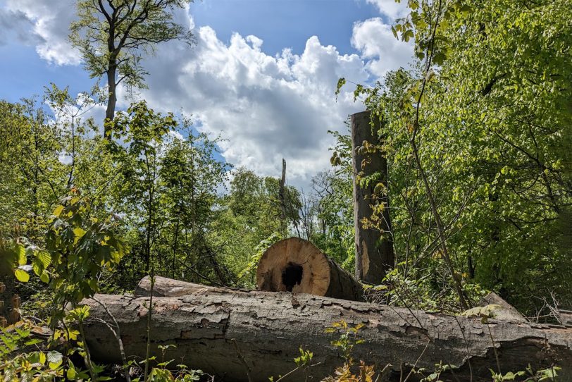 Kranke Bäume werden im Gysenberg Wald gefällt.