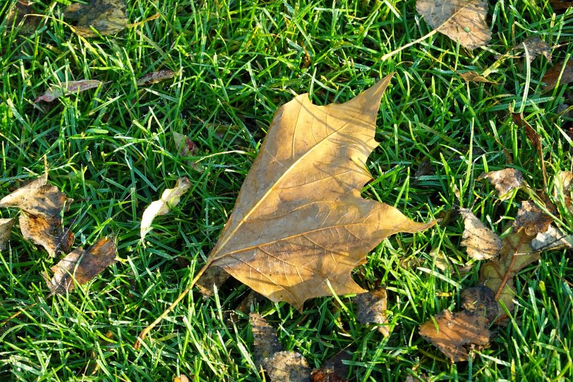 Herbstimpressionen.