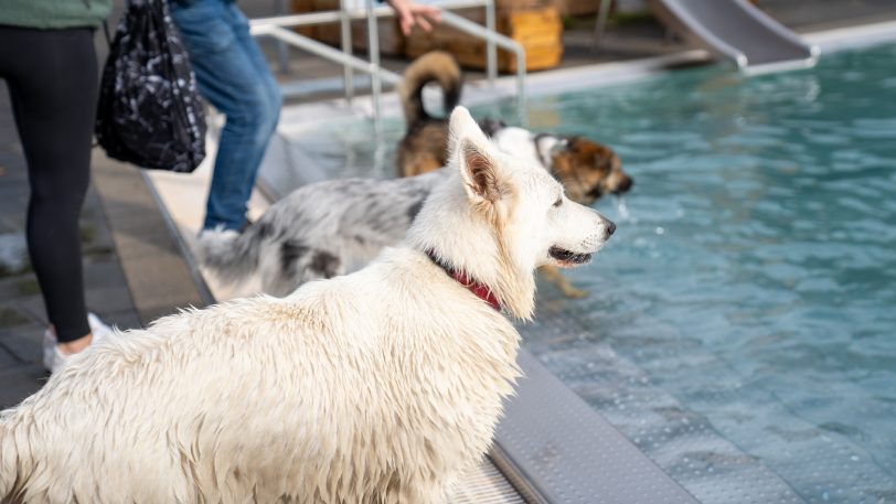 Das 4. Herner Hundeschwimmen am Samstag und Sonntag (14./15.10.2023) im Südpool.