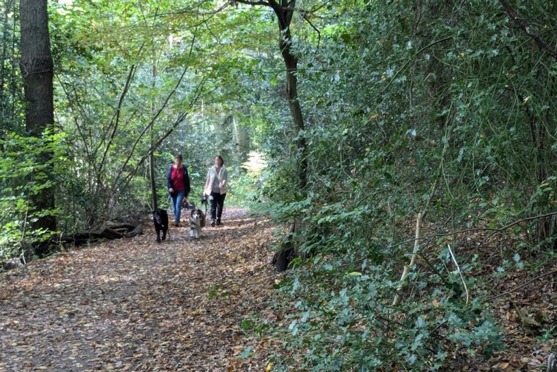 Herbstlicher Spaziergang im Gysenberg-Wald. Einzelne Jogger, Spaziergänger mit und ohne Hund, mit Pferd oder Kinderwagen genießen im Oktober 2024 eine kleine Auszeit vom hektischen Alltag.