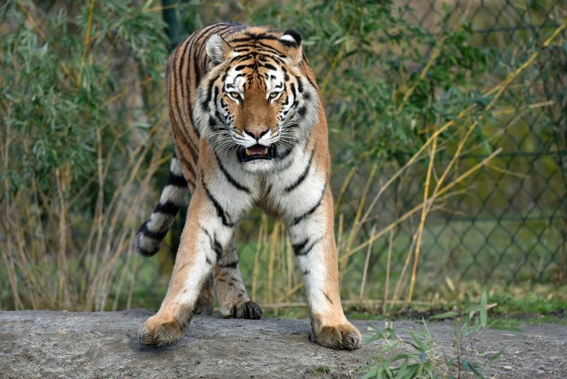 Tiger im Zoo. (Archiv)