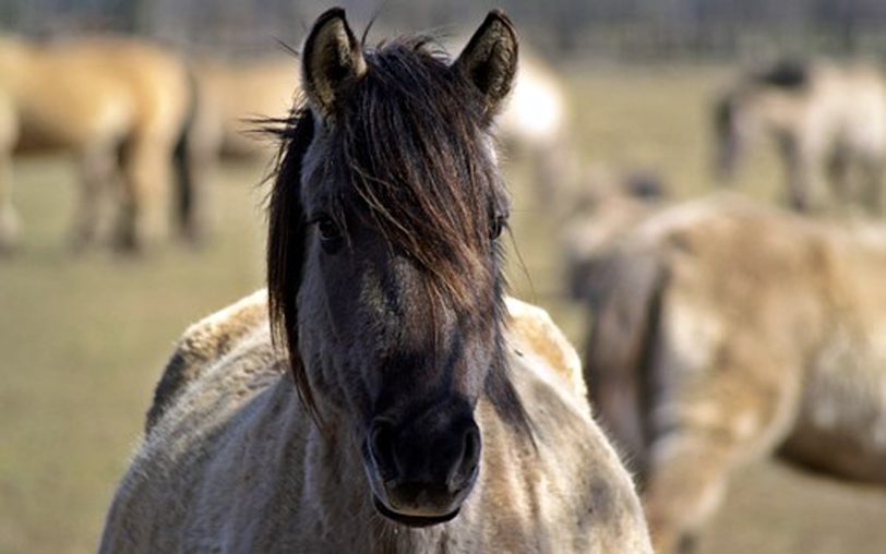 Dülmener Wildpferd.