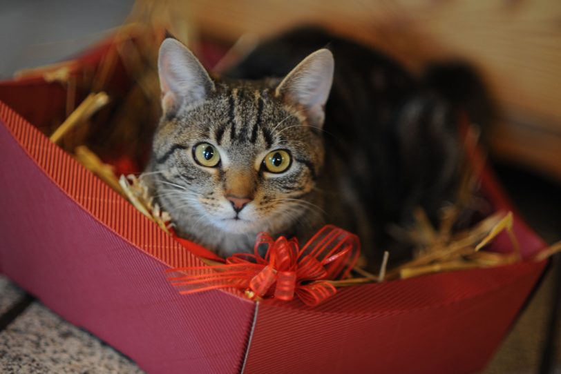 Katze Lotte findet es im Karton schön.
