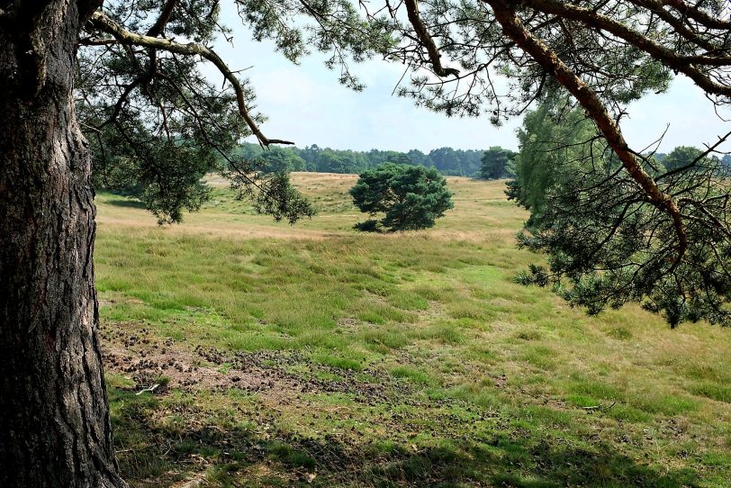 Naturschutzgebiet Westruper Heide