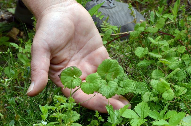 Das Gundermannkraut - Glechoma hederacea.