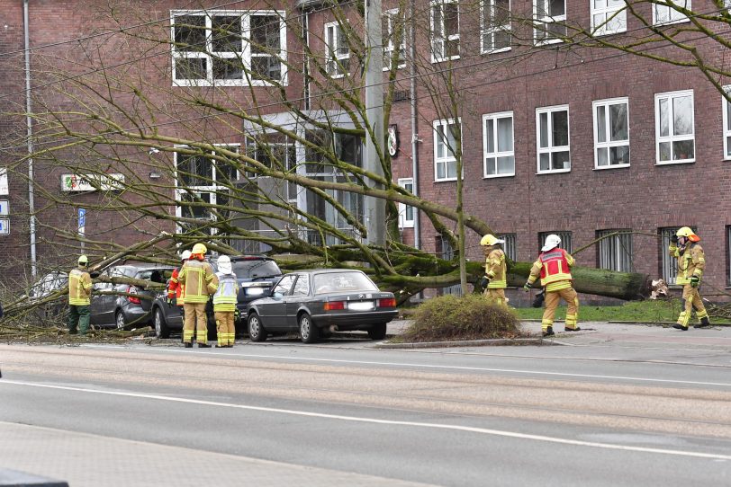 Umgestürzter Baum vor dem Amtsgericht.