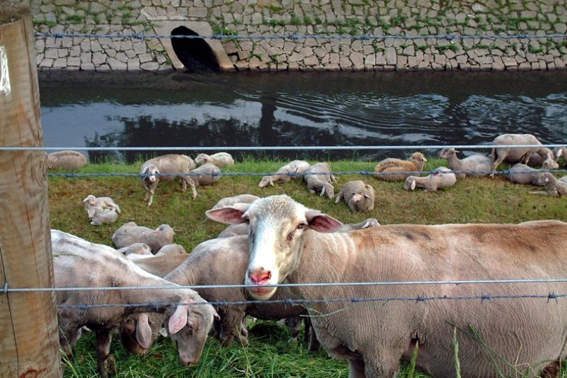 Entlang der Emscher setzt die Emschergenossenschaft Schafe als natürliche Rasenmäher ein.