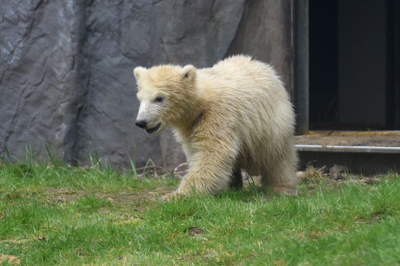 Eisbärmädchen Nanook erkundet die Außenanlage