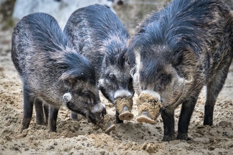 Asiatische Pustelschweine werden von der ZGAP ins Rampenlicht gestellt.