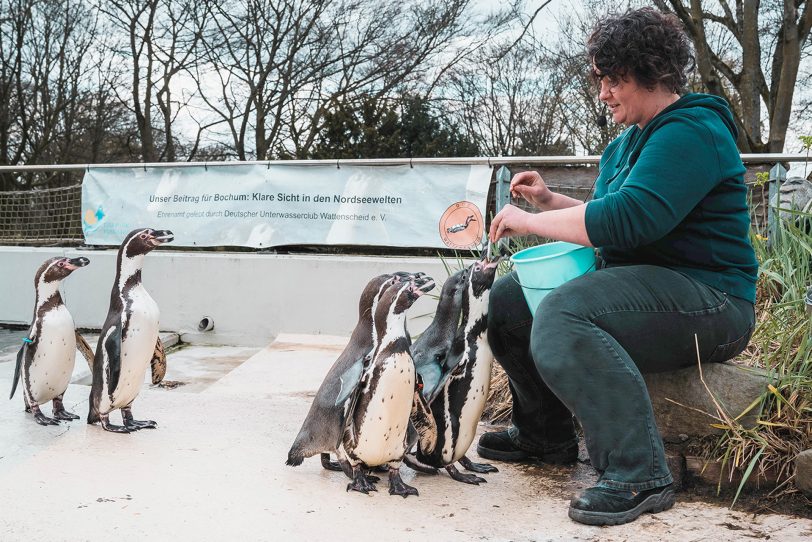 Reviertierpflegerin Inga Riebel bei der Pinguinfütterung.